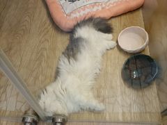 -momokira米努特·德文卷毛猫·棉花面纱犬