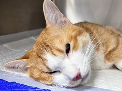 -爱诺耐芙动物医院(万博店)