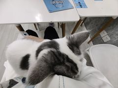 -喵的天空名猫咖啡馆·撸猫·猫舍·用品