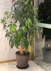 -海茱雅科技健康美容