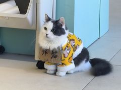 -怪兽屋·羊驼·猫咖·狗咖(俊华广场店)