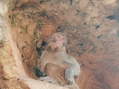 -海南热带野生动植物园