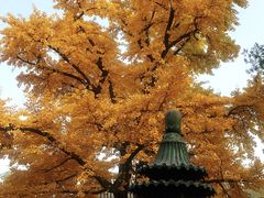 -京北渔家傲