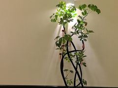 -涟LIAN·泰式按摩·MASSAGE·SPA(深业上城店)