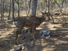 -大连森林动物园
