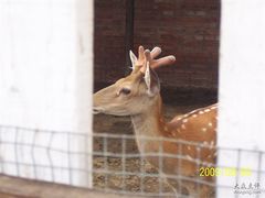 小动物园-梅花鹿-意大利农场度假村