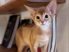 -欣宠猫屋·矮脚拿破仑·蓝金金渐层