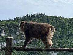 -峨眉山风景名胜区