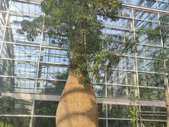 -南山植物园