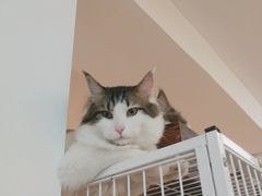 猫咪-小时光咖啡馆(北锣鼓巷店)