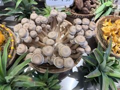 -滇铺子·云南特色菜·第九届野生菌美食节(东风东路c86店)
