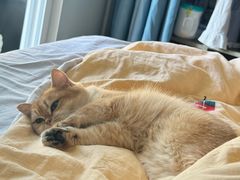 -泊寓(真如上海西站旗舰店)