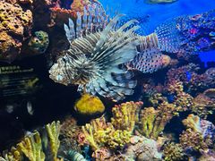 -上海海洋水族馆