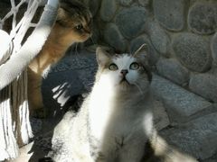 -喵屿·大理花园猫咖