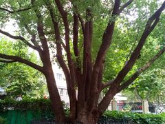 -徐家汇源景区-衡山公园