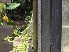-海南热带野生动植物园