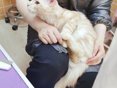-十年猫舍·猫咪专门店(普陀店)