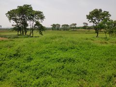 -盘龙城国家考古遗址公园