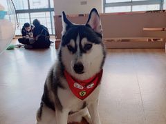 -Husky Go! 哈士奇体验馆·宠物咖啡厅狗咖