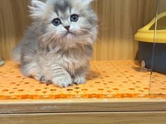 -欣宠猫屋·矮脚拿破仑·蓝金金渐层