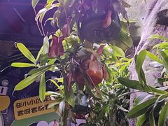 -正佳雨林生态植物园