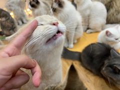 -COLOR PETS 撸猫馆·购猫·猫咖(长风大悦城店)
