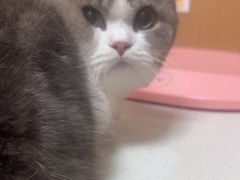-瑞派康怡24h宠物医院·犬猫医疗中心·微创绝育(瑞景分院)