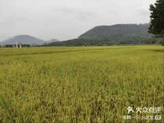-艾米稻香小镇