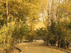 -塘沽森林公园