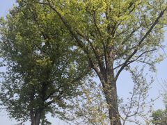 -素山寺森林公园