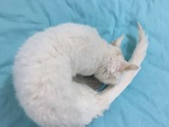 -瑞派宠物医院·24h·骨外科·皮肤科·全科宠物医疗转诊中心(沈阳浑南院)