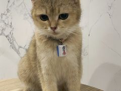 -楼上猫咖(罗湖店)
