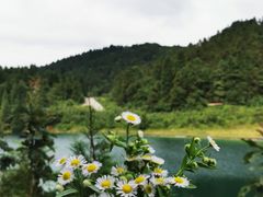 -武陵山森林公园