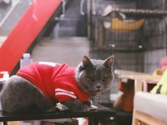 -中农大我爱我爱24h动物医院·中医针灸·猫专科·骨科医疗中心(双井店)