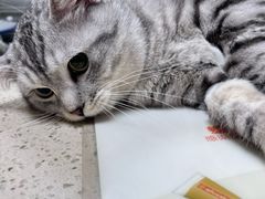 -动物缘宠物医院·骨科·猫科(西二环店)