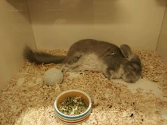 -龙猫仔乐园(惠福东路店)