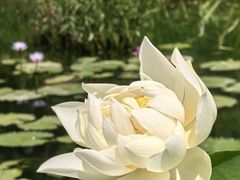 -朝阳公园