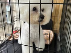 -PETKIT小佩宠物(昭化店)