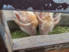 -海南热带野生动植物园