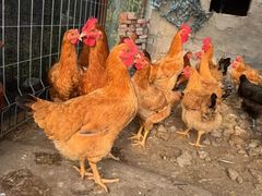 -南汇新场正宗水蜜桃采摘