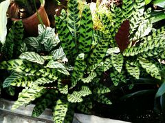 -北京植物园-展览温室