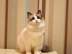 -瑞派·关忠动物医院·异宠专科·犬猫肿瘤·皮肤专科(望京店)