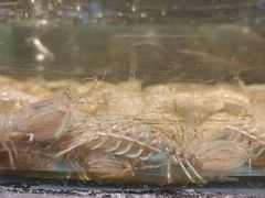 -龙宴海鲜城(经中路店)