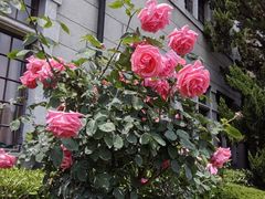 -上海市第三女子中学