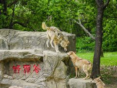 -常州淹城野生动物世界