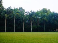 大草地-中山大学学者灵芝(园南路店)