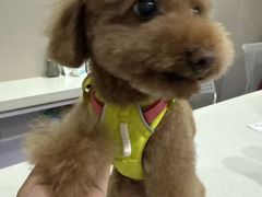 -瑞鹏宠物医院·爱宠堂·骨外专科(西荷分院)