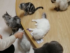 -猫和宫(六道口店)