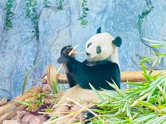 -深圳野生动物园