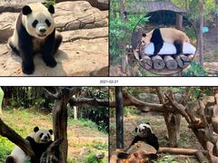 -广州长隆野生动物世界